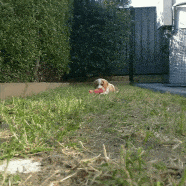 a dog is laying in the grass playing with a pink toy