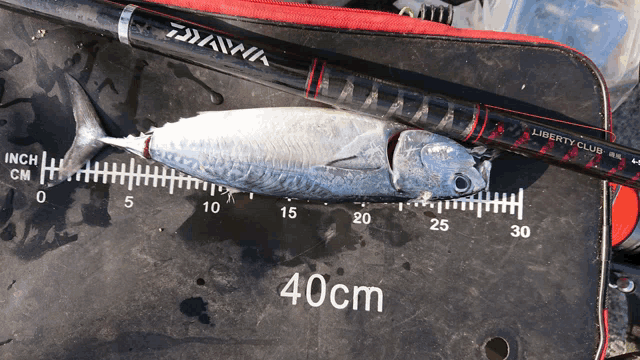 a fish is sitting on a ruler that says 40cm