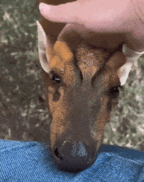a person is petting a deer 's head with their hand