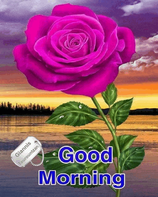 a picture of a purple rose with the words " good morning " on it