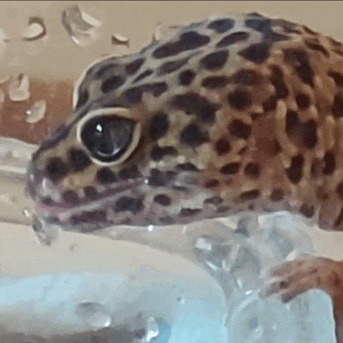 a close up of a leopard gecko drinking water from a plastic bottle .