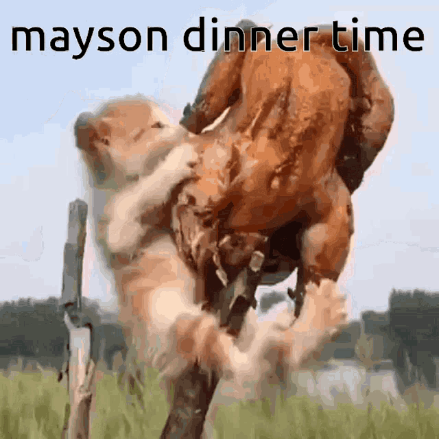 Mayson Dinner GIF - Mayson Dinner Food GIFs
