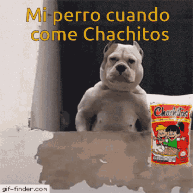 Chachitos Perro GIF - Chachitos Perro Memes De Chachitos GIFs