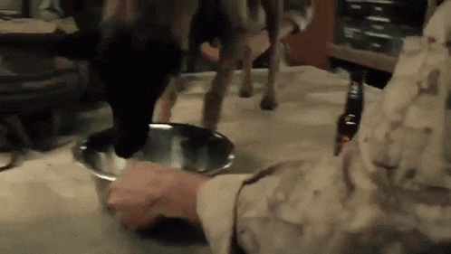 a person is feeding a dog in a metal bowl .