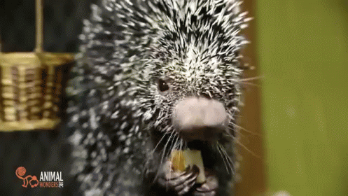 Porcupine Loves Papaya GIF - Porcupine Loves Papaya GIFs