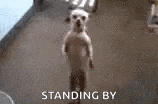a small dog is standing on its hind legs in a room with the words `` standing by '' above it .