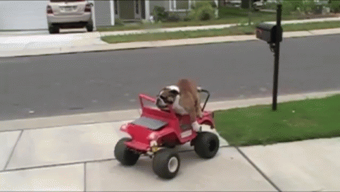 Bulldog Drives A Power Wheels GIF - Bulldog Dogs Powerwheels GIFs