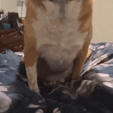 a dog is sitting on a bed with a blanket on it .