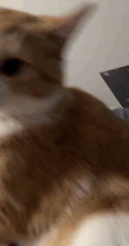 Cat Funny GIF - Cat Funny Grab Your Face GIFs