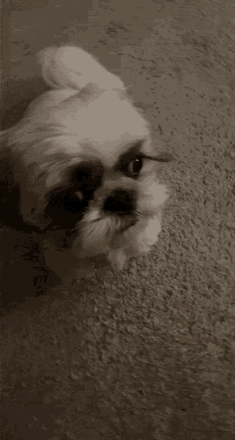 a small white dog is laying down on a carpet