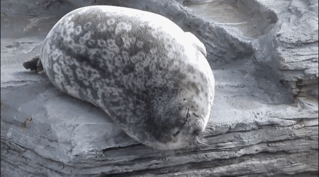 a seal is curled up on a rock with its head down