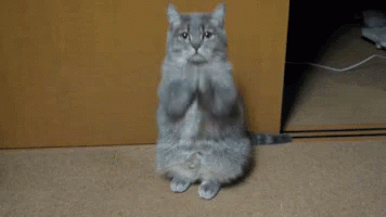 Wtf Cat GIF - Wtf Cat What The Fuck GIFs