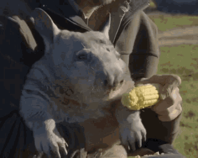 a person holding a small animal eating corn on the cob