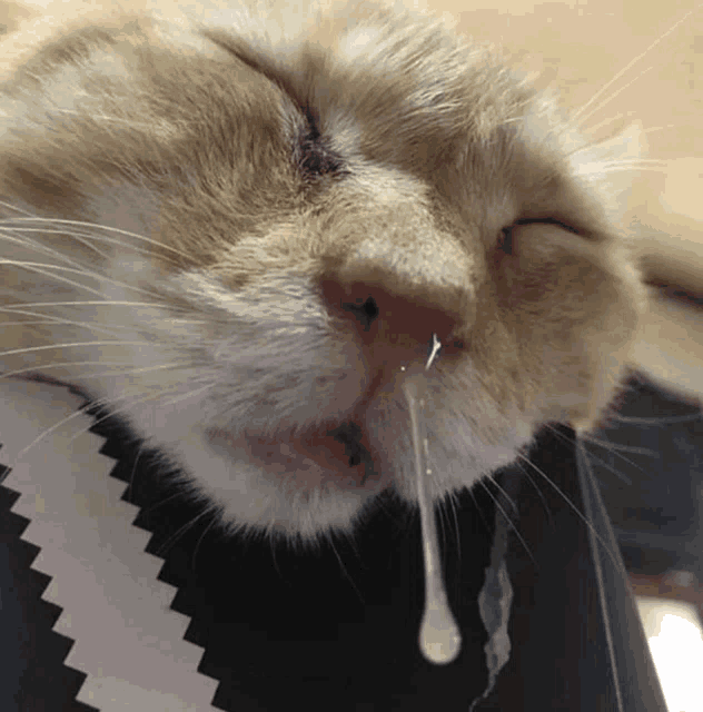 a close up of a cat 's nose with a white snot coming out of it