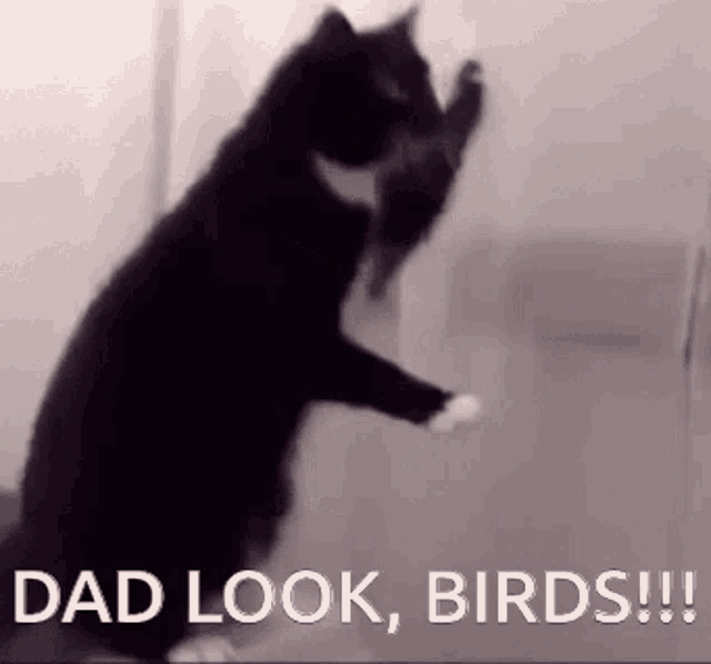Dad Look Birds GIF - Dad Look Birds Cat GIFs