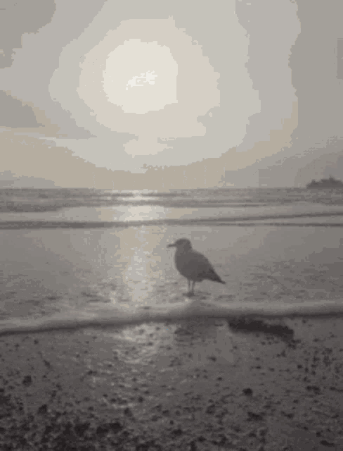 a black and white photo of a seagull standing on the beach
