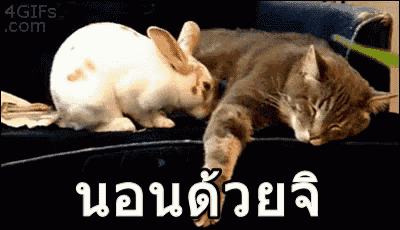 a cat and a rabbit are laying on a couch with a 4gifs.com logo in the corner
