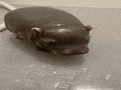 a small brown hippopotamus is walking on a wet surface .