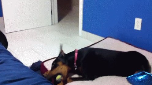 Who Is That? GIF - Funny Pet Doberman GIFs