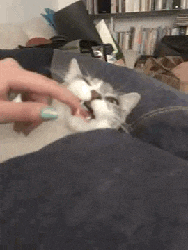 a person is petting a cat on a couch with their finger in its mouth .
