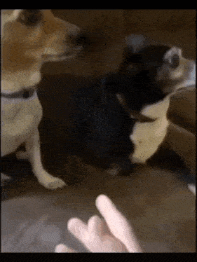 two dogs are playing with a person 's hand and one of them is giving the middle finger .