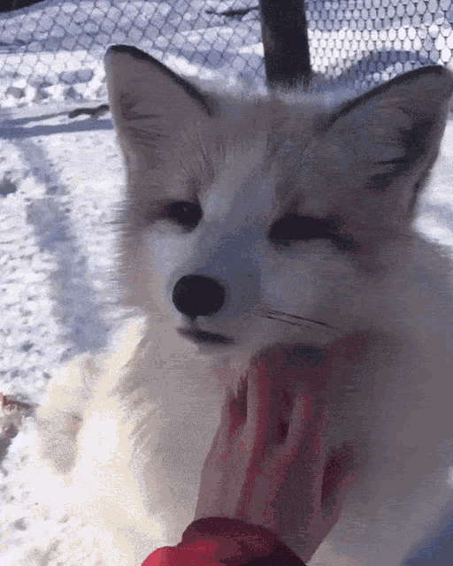 Arctic Fox Soobred GIF - Arctic Fox Soobred GIFs