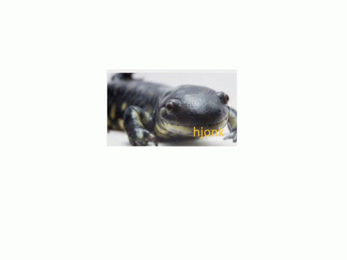 Salamander GIF - Salamander GIFs