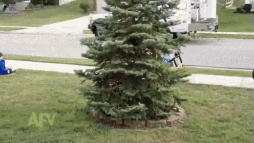 a christmas tree is in the middle of a lush green yard with the letters afv on the bottom