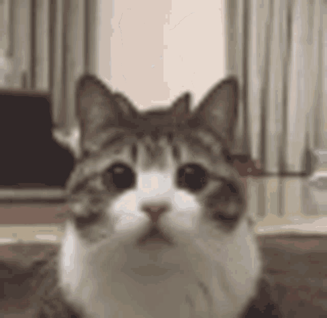 Small Cat Gif Go Woa Cat GIF - Small Cat Gif Go Woa Cat Cat Peek GIFs