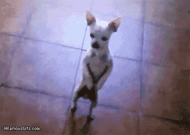 a small white dog standing on its hind legs on a tiled floor .