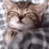 a close up of a cat sleeping with its eyes closed on a blanket .