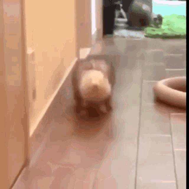 Cute Coming GIF - Cute Coming Excited GIFs