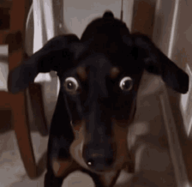 a black and brown dog with big googly eyes looks at the camera