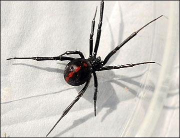Widow Spiderxx GIF - Widow Spiderxx GIFs