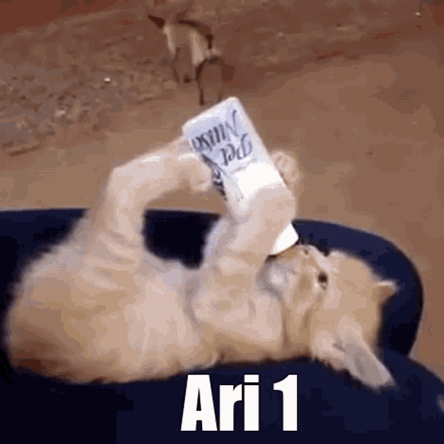 Ari Cat Ari Season One GIF
