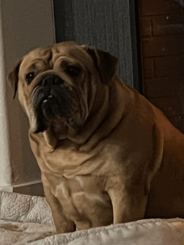 a brown dog sitting on a bed with a white blanket