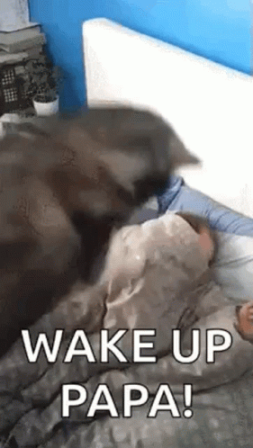 Good Morning Wake Up GIF - Good Morning Wake Up Husky GIFs
