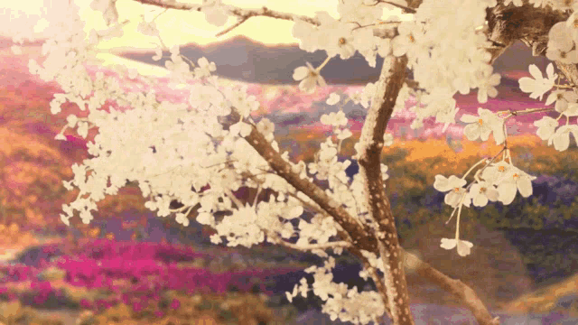 a painting of a tree with white flowers in front of a field of pink flowers