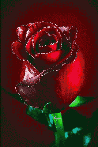 Rose Flower GIF