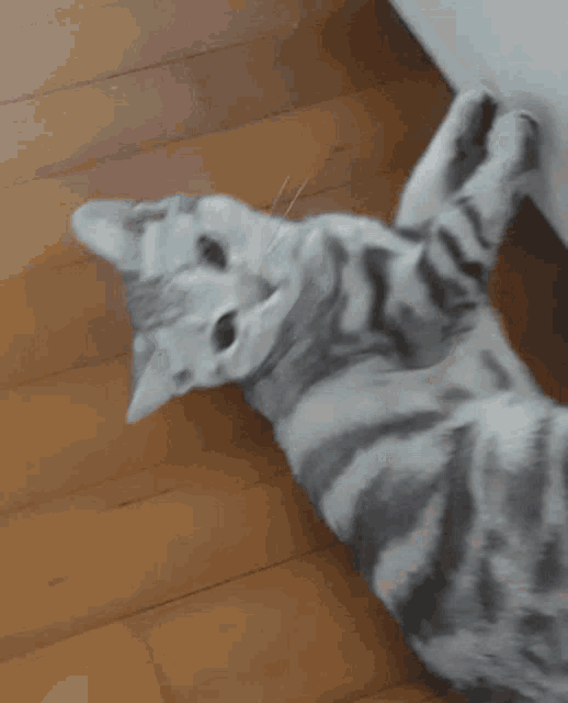 Cute Cat Cute GIF - Cute Cat Cute Cat GIFs