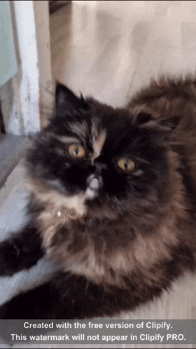 a cat is laying on the floor with the caption created with the free version of clipify