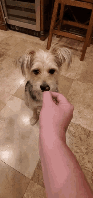 a small dog is being fed by a person 's hand