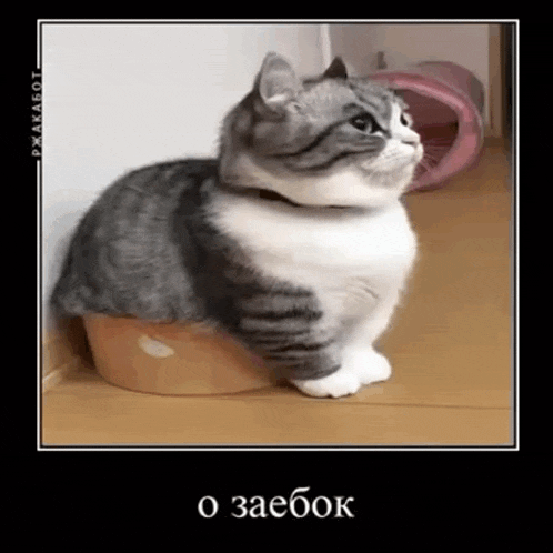 a gray and white cat is sitting on a wooden floor next to a bucket .