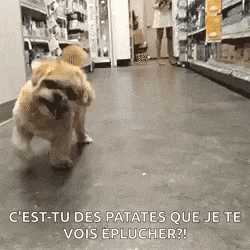 a dog is walking down a hallway in a store with a woman in the background .