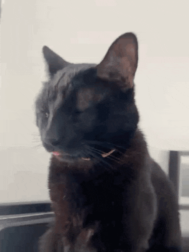 a black cat is sitting on a table with its tongue hanging out .