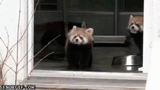 Scared Panda GIF - Scared Red Panda GIFs