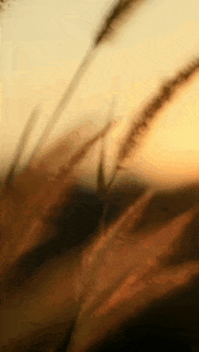 a blurry picture of a field of tall grass with the sun setting in the background