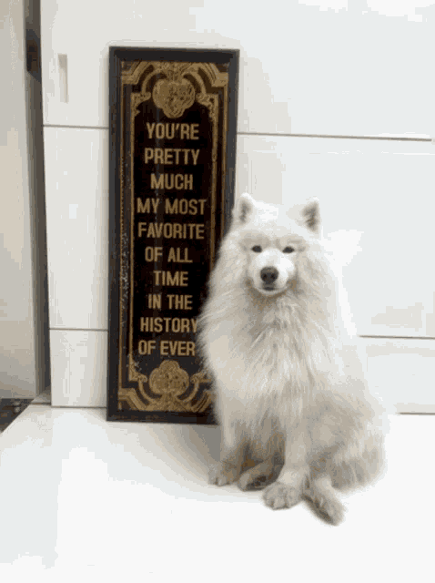 a white dog is sitting in front of a sign that says you 're pretty much my most favorite of all time in the history of ever