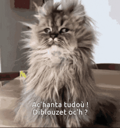 a fluffy cat sitting on a table with the words ac ' hanta tudou diblouzet oc ' h