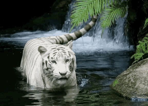 Tiger Wild Animals GIF - Tiger Wild Animals Nature GIFs